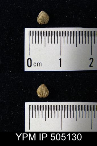 Hustedia mormoni