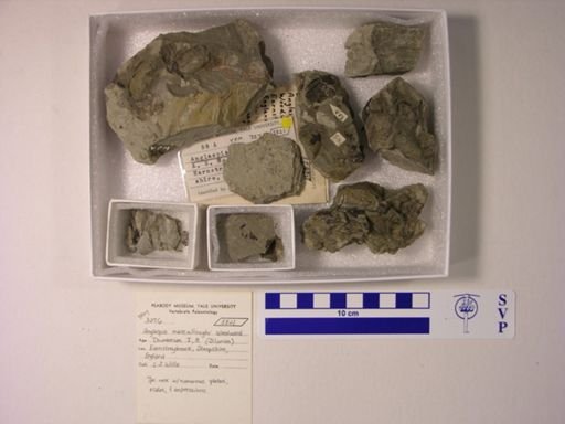 Anglaspis macculloughi