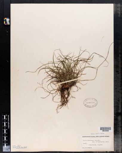 Carex abdita
