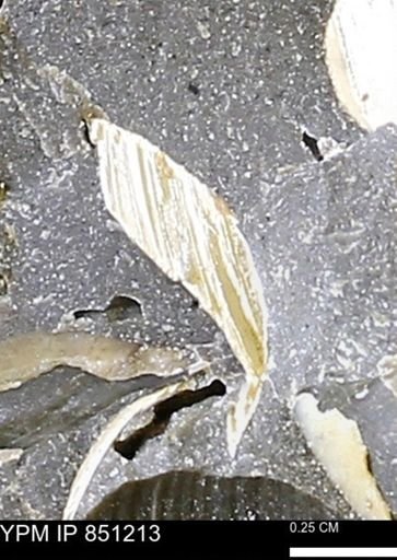 Limopsis striatopunctatus