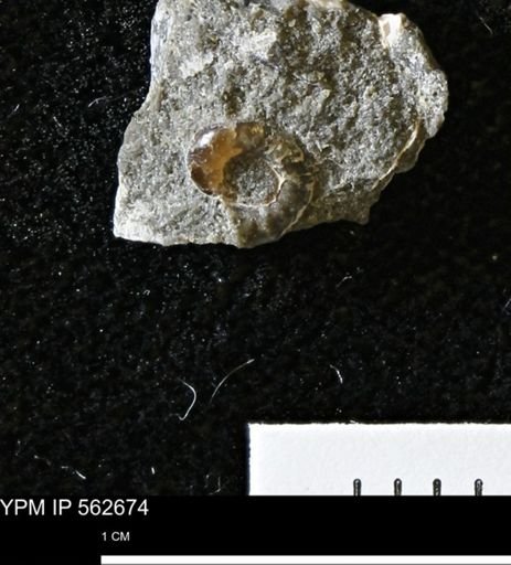 undet. Scaphitidae