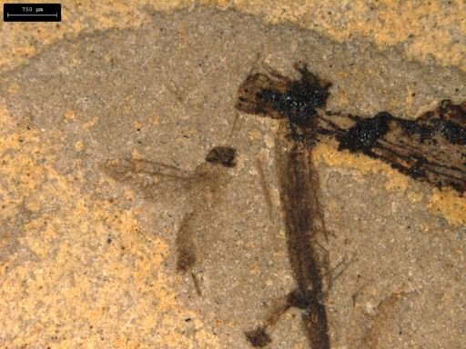 Diptera?