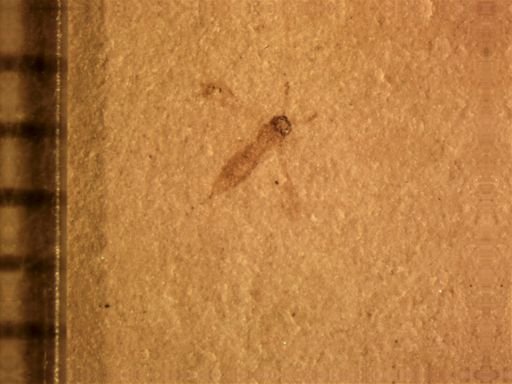 Hymenoptera?