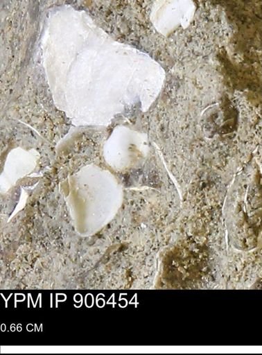 undet. Bivalvia