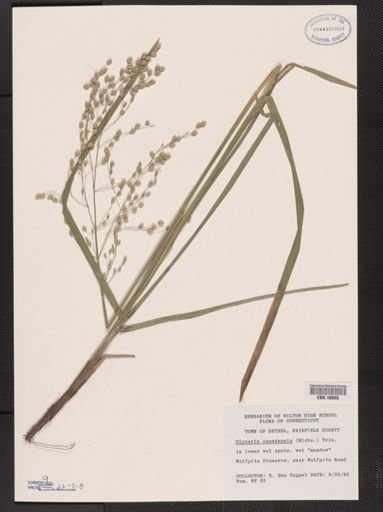 Glyceria canadensis