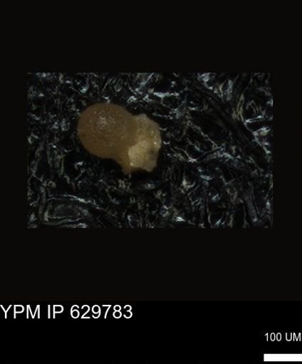 undet. Foraminiferida