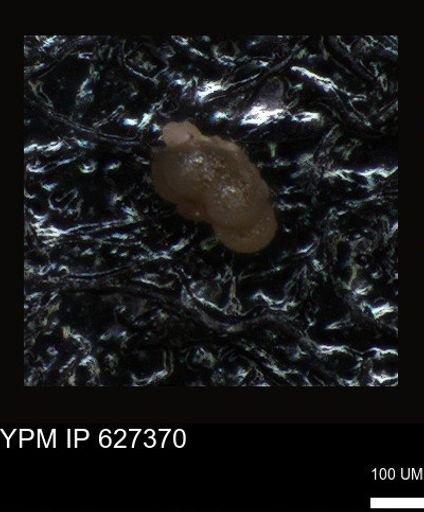 undet. Foraminiferida