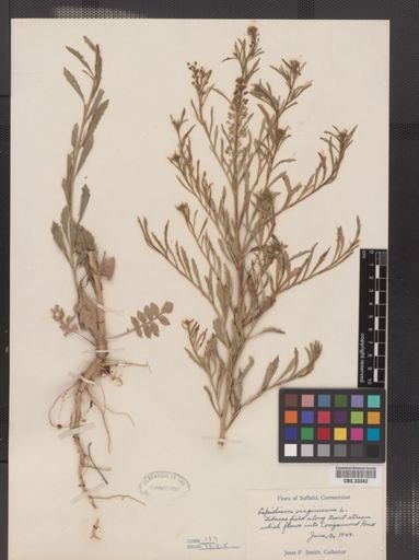 Lepidium virginicum