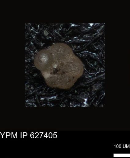 undet. Foraminiferida