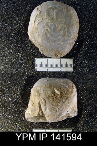 Productus (Linoproductus) lineatus