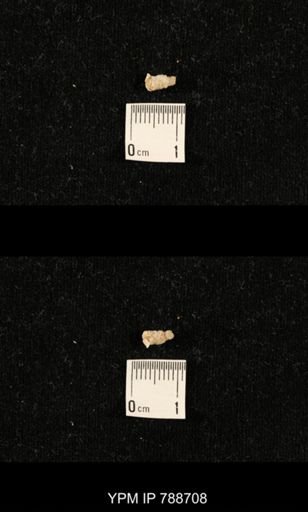 taxon undetermined