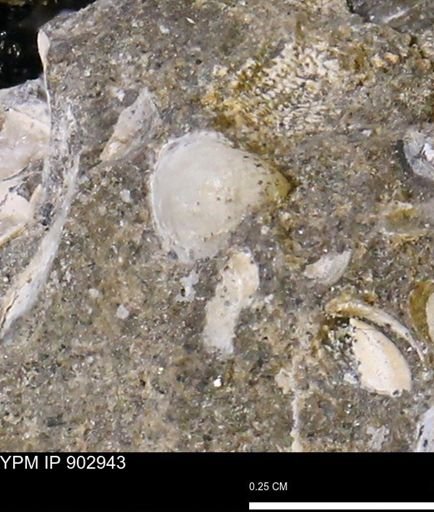 Corbulamella gregaria