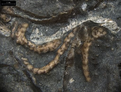 Aplocoma damesii