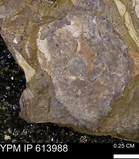undet. Mollusca