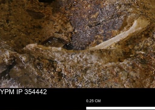 undet. Mollusca
