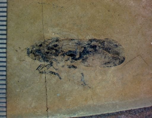 undet. Hemiptera