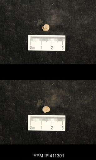 Euphemites carbonarius