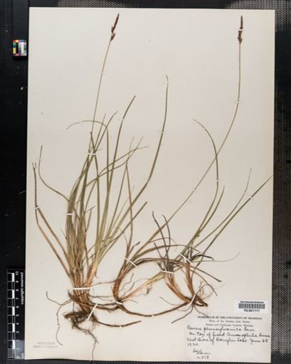 Carex pensylvanica