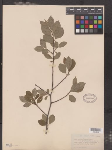 Ilex verticillata
