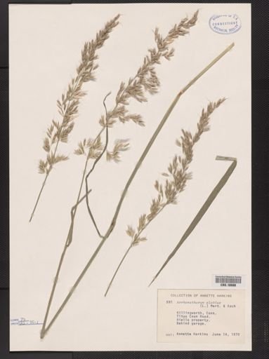 Arrhenatherum elatius