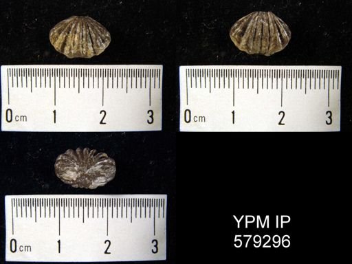 Trematospira gibbosa