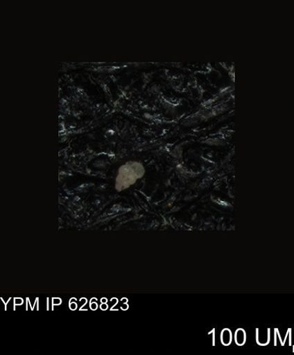 undet. Foraminiferida
