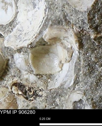 undet. Bivalvia
