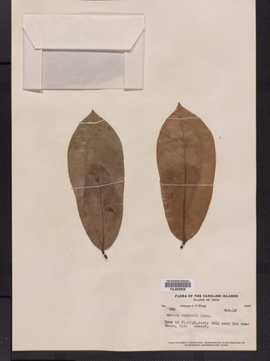 Annona muricata
