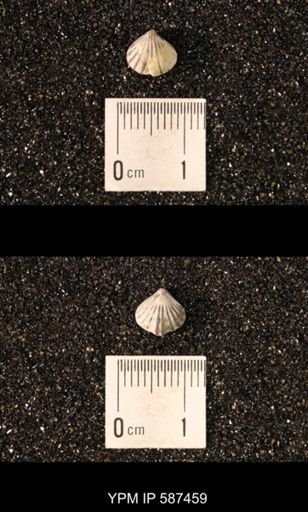 Camarotoechia whitei