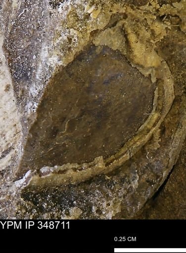 undet. Mollusca