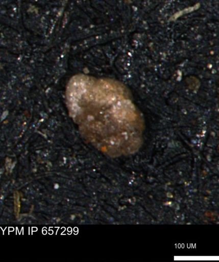 Alveolophragmium linki