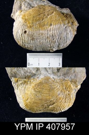 Dictyoclostus cf. hindi