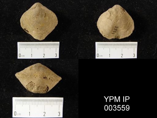 Athyris royssii