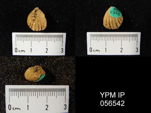 Rhynchonella sp.