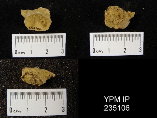 Marginifera hystricula