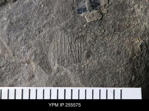 Phyllocarida