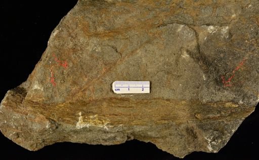 Eospermatopteris