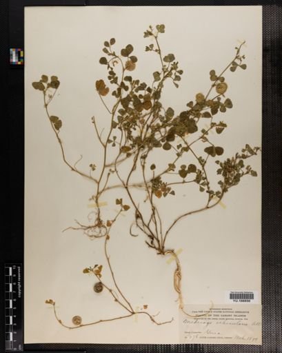 Plantae
