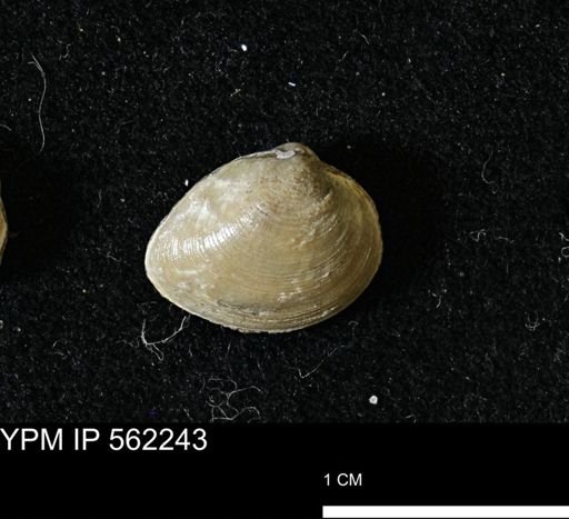 Limopsis striatopunctatus