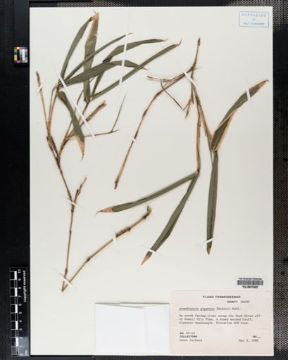 Plantae