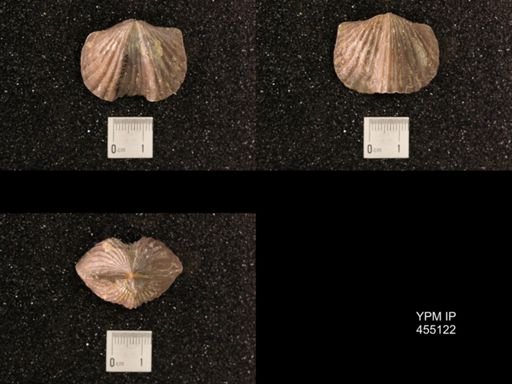 Platystrophia ponderosa var.