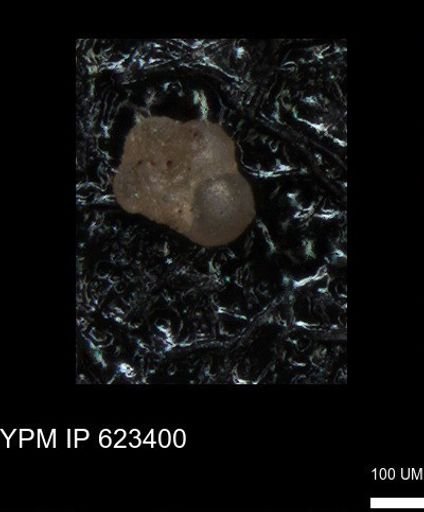 undet. Foraminiferida