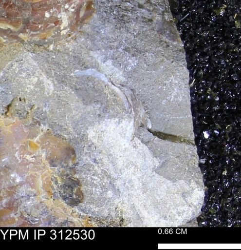 undet. Mollusca