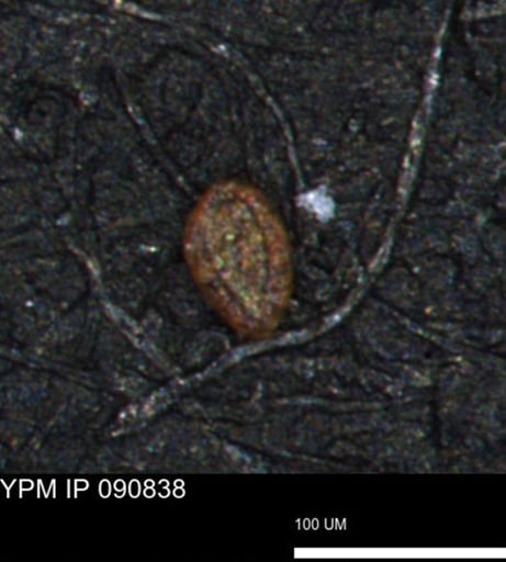 Spirolocammina