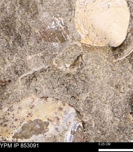 Limopsis striatopunctatus