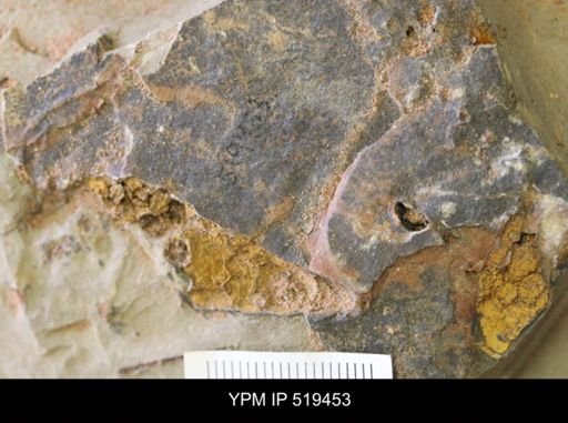 undet. Eocrinoidea