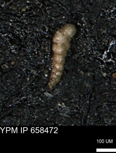 Verneuilinoides kansasensis