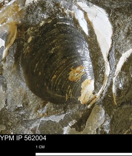 Limopsis sp.