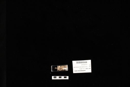 Lepidobatrachus laevis