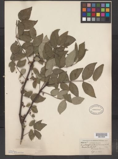 Zanthoxylum americanum